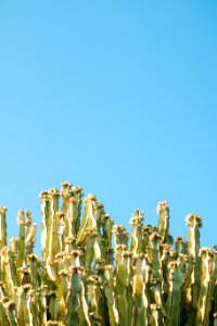 Cacti Plants And Blue Sky