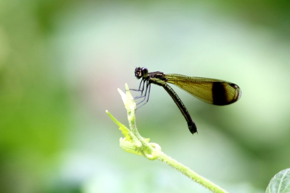 Green Dragonfly On Green Leaf During Daytime