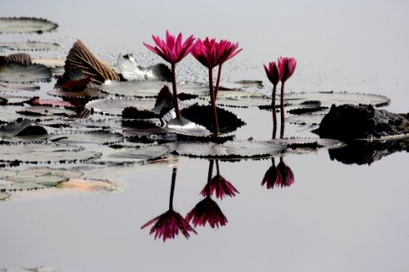 4 Pink Lilies On Pond