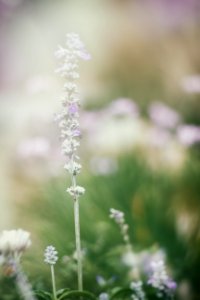 White Petaled Flower Bloom At Daytime photo