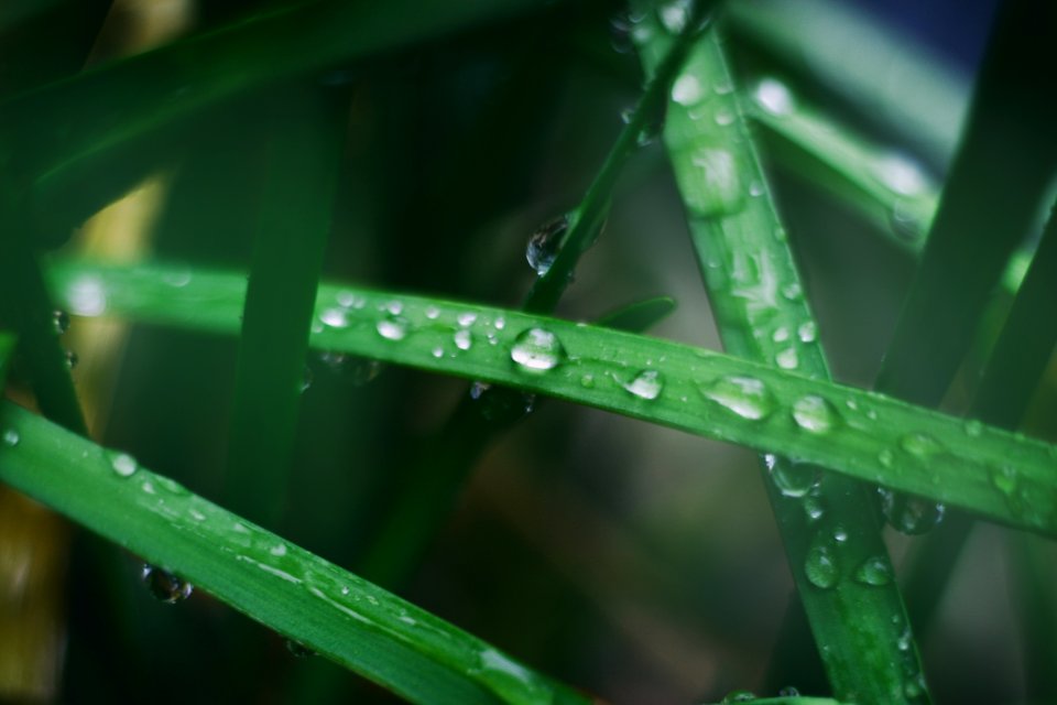 Water Droplets On Green Leaf