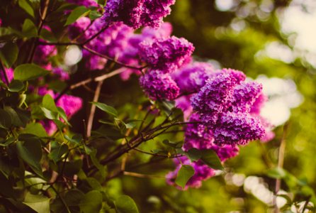 Purple Cluster Petaled Flower Focus Photography photo
