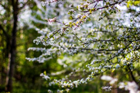 White And Green Flowers During Daytime photo