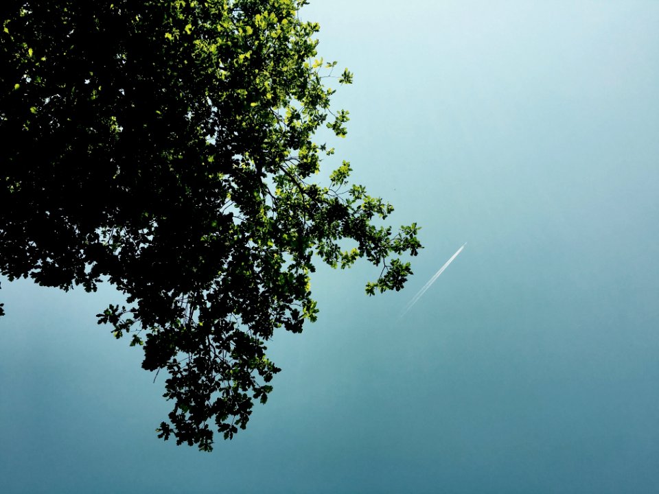 Green Leaf Tree On Low Angle Photography During Daytime