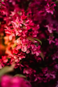 Close Up Photo Of Pink Petaled Flower photo