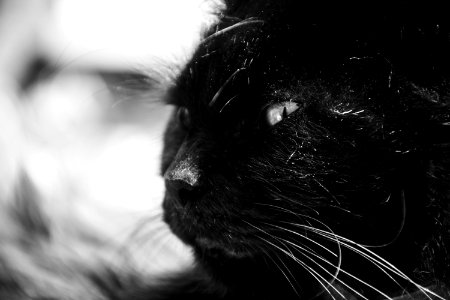 Black Long Coat Cat Grayscale Photography