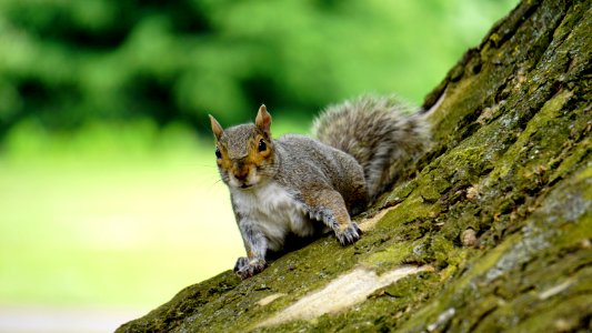 Grey Squirrel On Wooden Trunk During Daytime