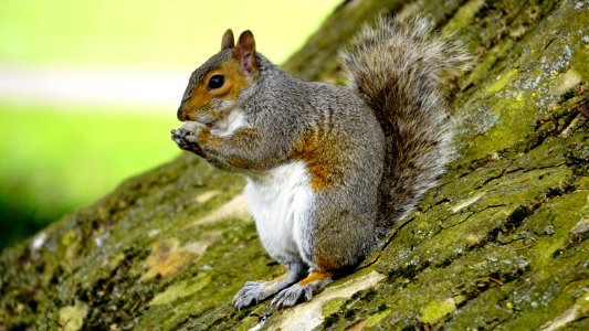 Grey Orange Squirrel