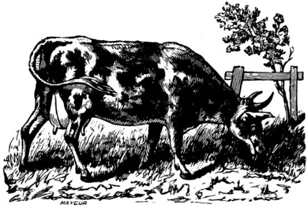 Vache-036