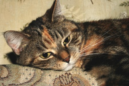 Portrait Of Calico Cat photo