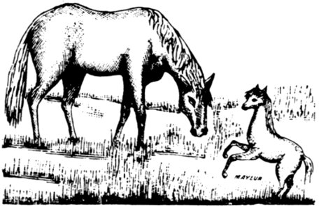 Cheval-056