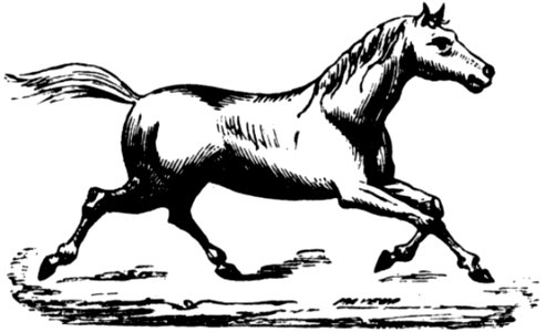 Cheval-068