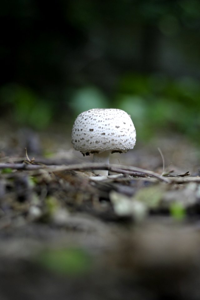 Round White And Grey Mushroom On Forest Floor