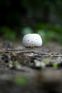 Round White And Grey Mushroom On Forest Floor