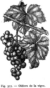 Oidium-vigne