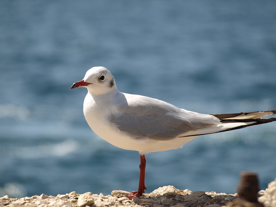 Seagull bird animals