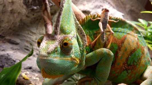 Green Brown And Yellow Cameleon photo