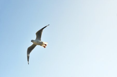 White And Grey Bird Flying In The Sky During Day Time photo