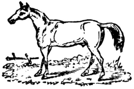 Cheval-070