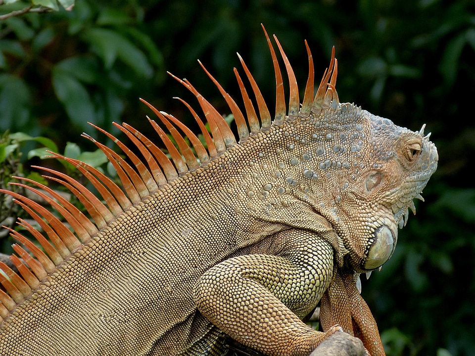Reptile animal creature