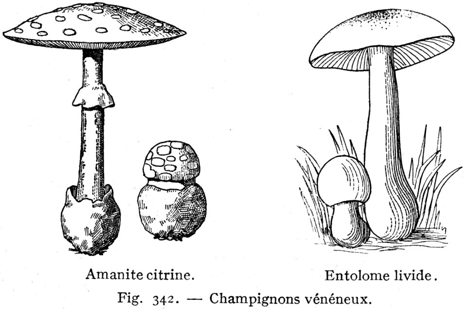 Champignons Veneneux