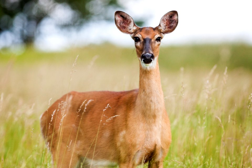 Brown Fawn In Field