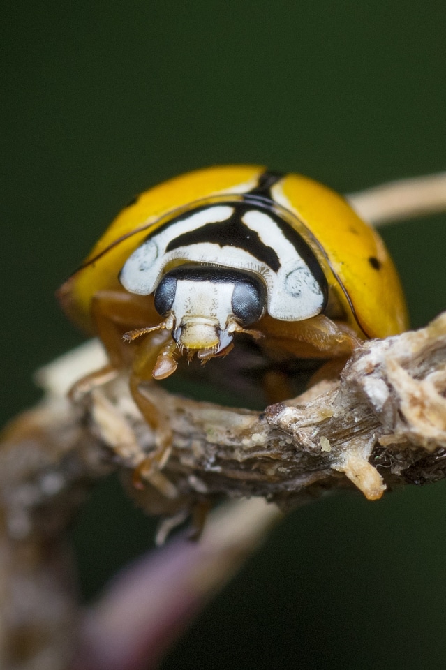 Nature beetle garden