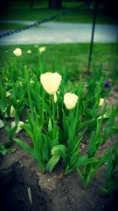 White Petal Flowers During Daytime photo