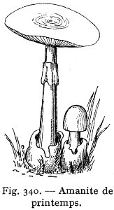 Amanite De Printemps