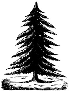 Sapin-001