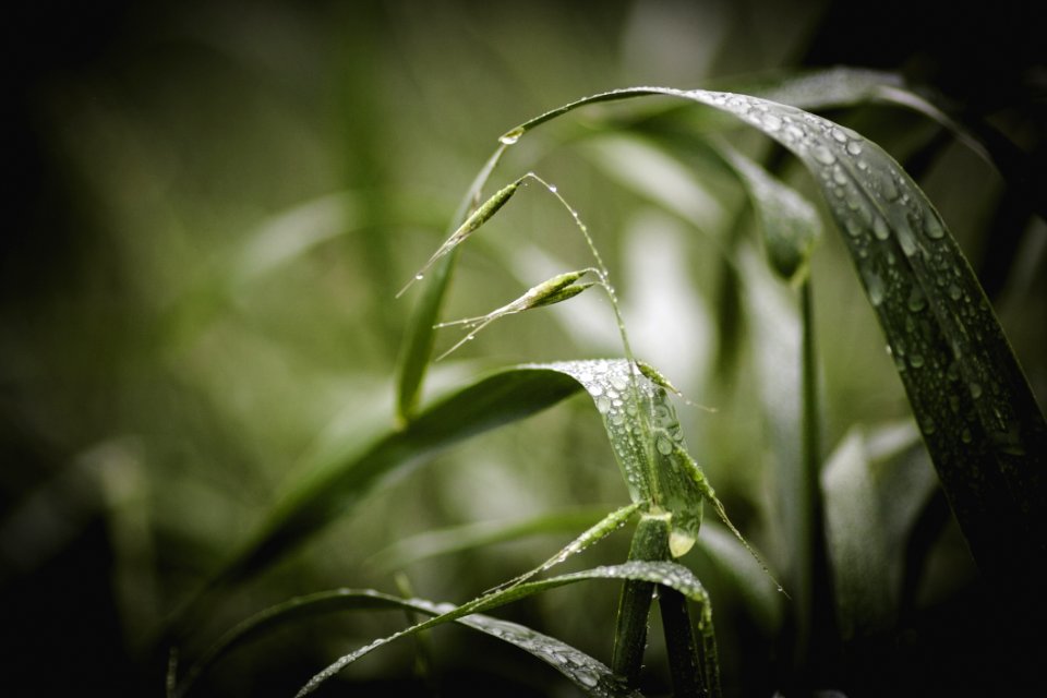 Green Grass With Water Droplets
