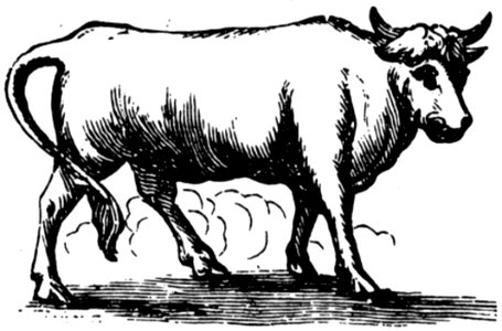 Vache-034