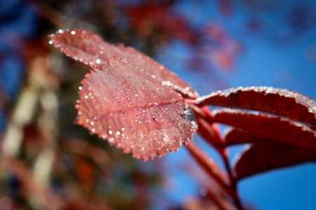 Close Up Image Of Red Color Of Leaf photo
