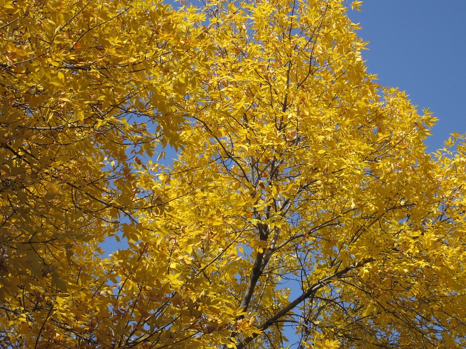 Golden autumn autumn background