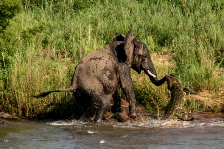Elephant-vs-Crocodile (3)