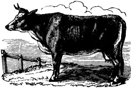 Vache-028