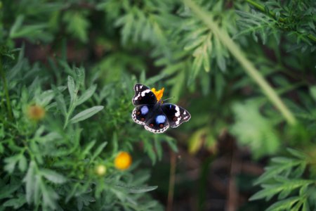 Black White And Blue Butterfly On Yellow Flower