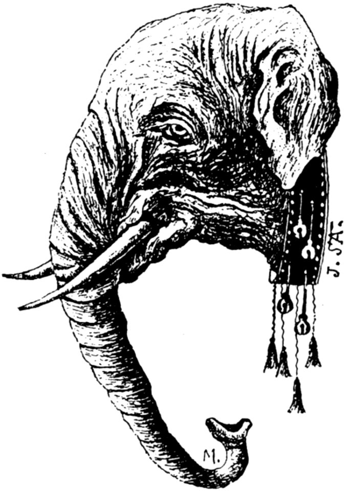 Elephant-013