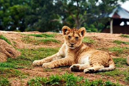 Lion Cub Lying On Ground photo