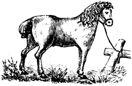 Cheval-067