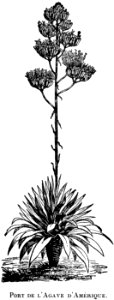 Agave-OA