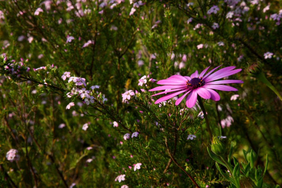 Pink And White Petaled Flower