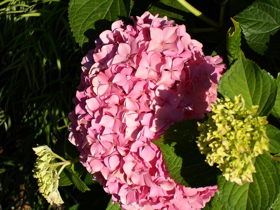Bunch blossoms flowering