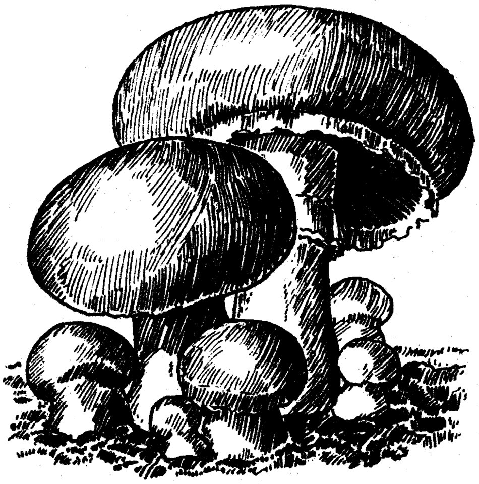 Champignons De Paris