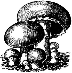 Champignons De Paris