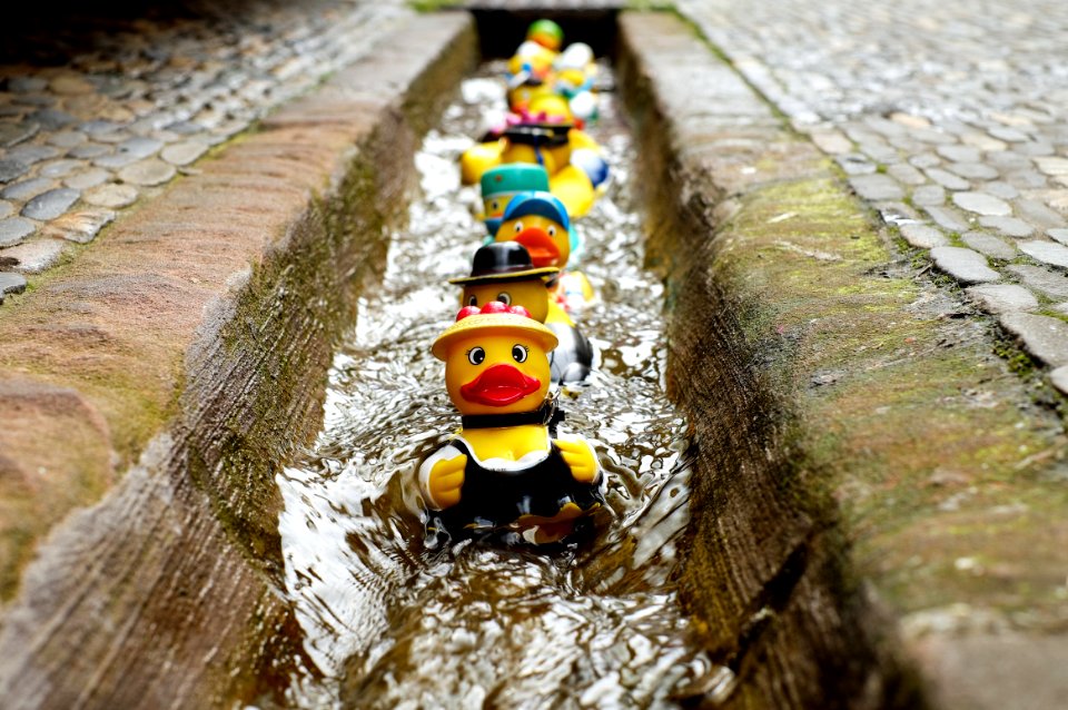 Yellow Duckies In Line On A Concrete Floor