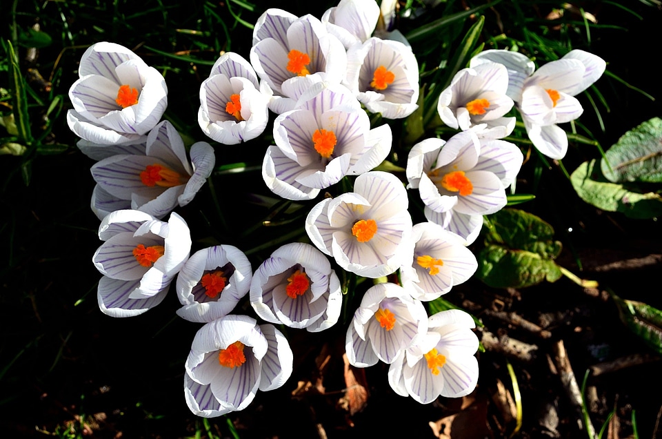 Aroma decorations spring