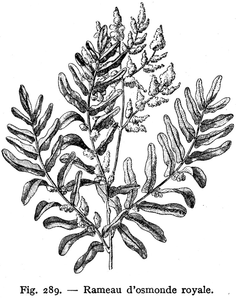 Osmonde Royale