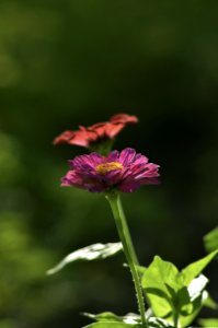 Close Up Photography Of Purple Petaled Flower Near Orange Petaled Flower photo