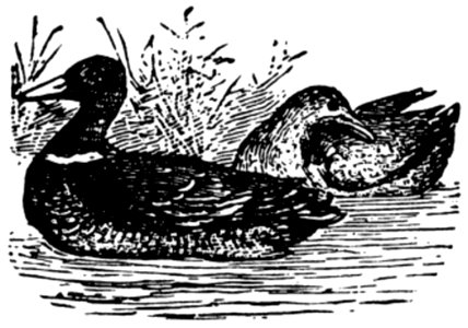 Canard-002